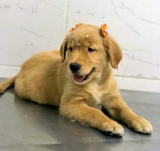 Golden Retriever, melhor raça 