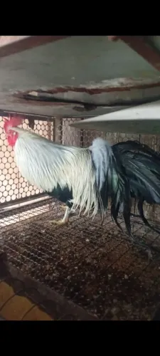 Galo fênix