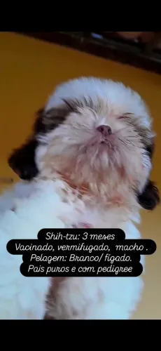 Cachorrinho Shih-tzu