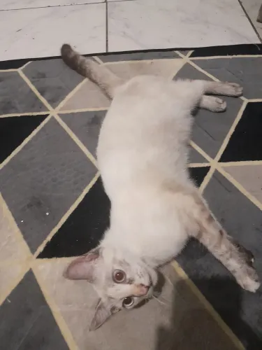 Doação de gato