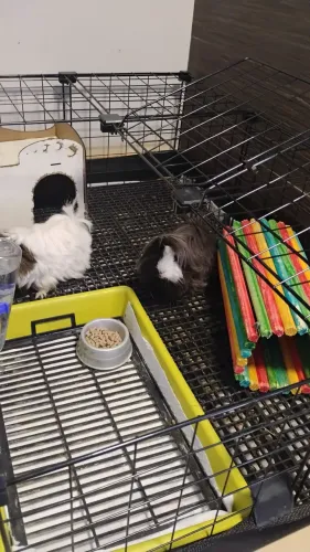 Gaiola Cercado Acessórios para Hamster ou Porquinho da Índia