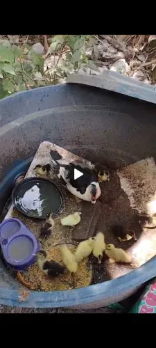 Vendo patos