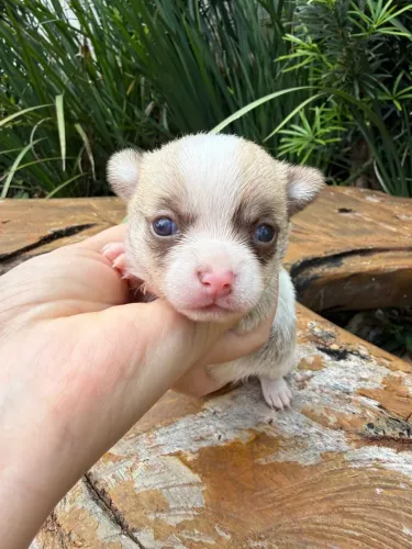 MACHINHO CHIHUAHUA