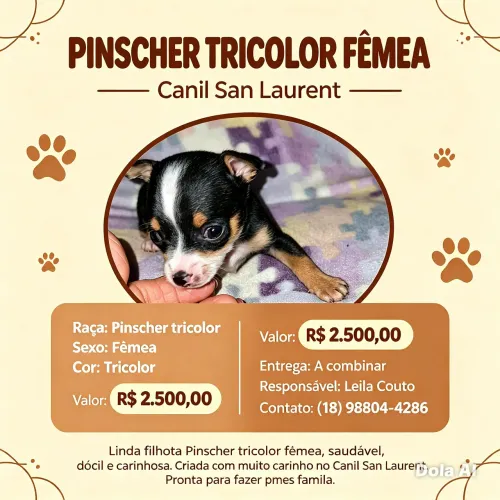 Pincher tricolor