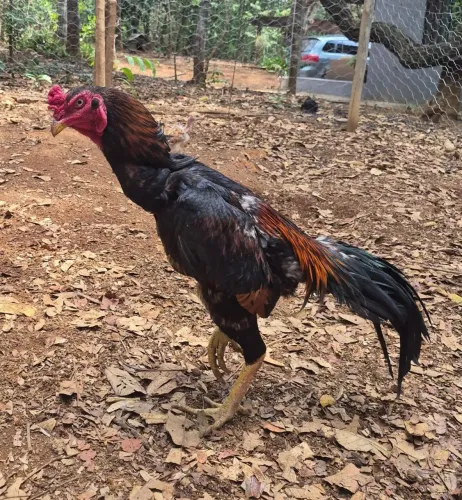 Vendo este belo galo ? ? shamo