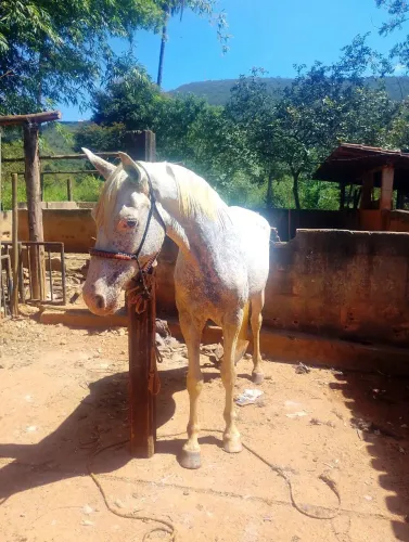 Égua homozigoto 6 anos