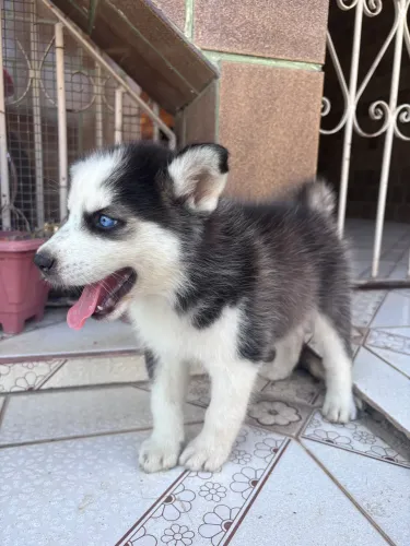 Vendo filhotes de Husky Siberiano 