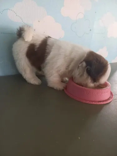 Filhotinha Shih Tzu com marca de coração