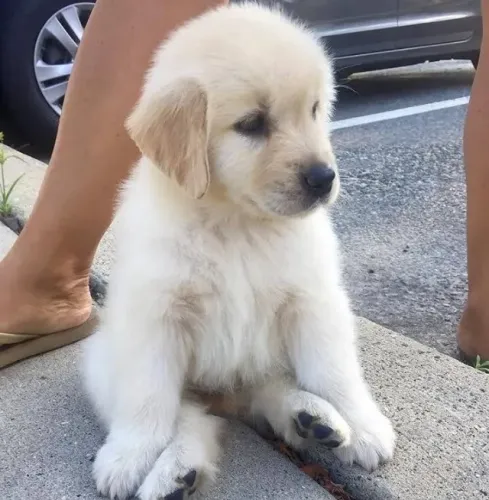 Golden Retriever Presença que contribui para o bem-estar