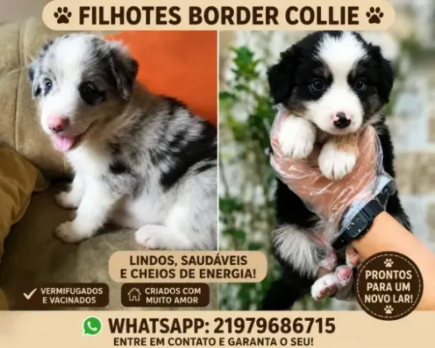 Border Collie raça pura macho e femea com pedigree cbkc