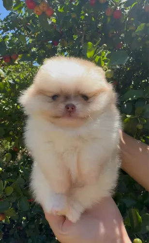 Filhotes spitz alemão
