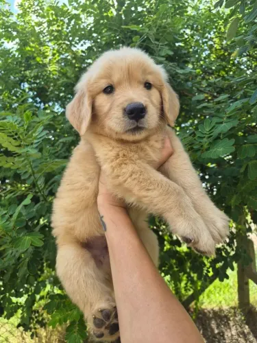Lindos Filhotes de Golden Retriever | Um Amor Para Toda a Vida