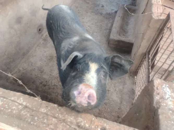 Porco cachaço