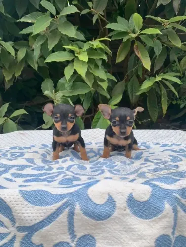 Pinscher 00 Pais no local FUNDAMENTAL