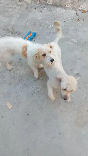 Cães de raça pastor catalão