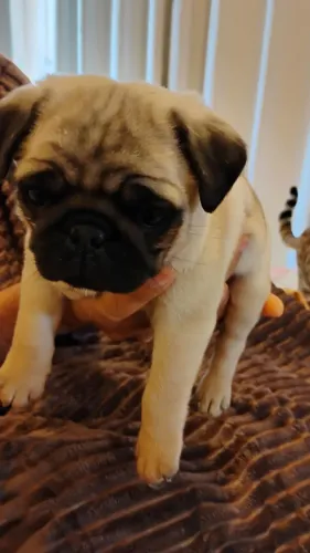 Pug