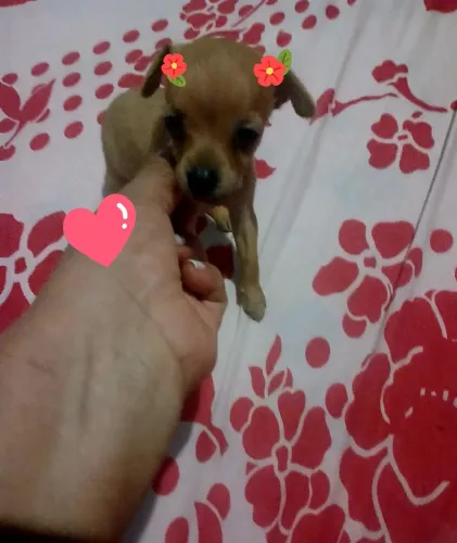 Pinchi miniatura femea n 0