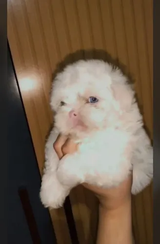 Shih Tzu macho albino raro olhos azuis