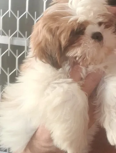 Shihtzu fêmea