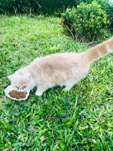 Gato persa macho extremado