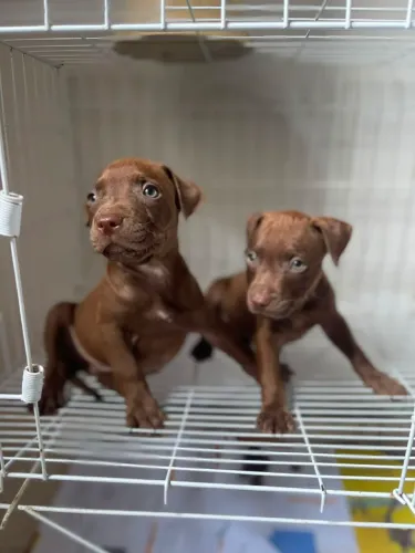 Pitt Bull machos