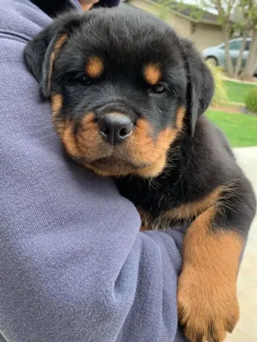 Filhote Rottweiler femea otimo cão de guarda