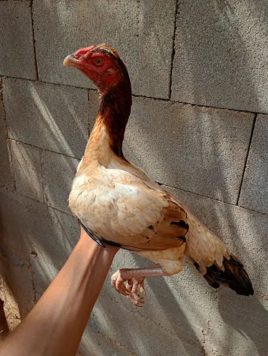 Franga tailandesa
