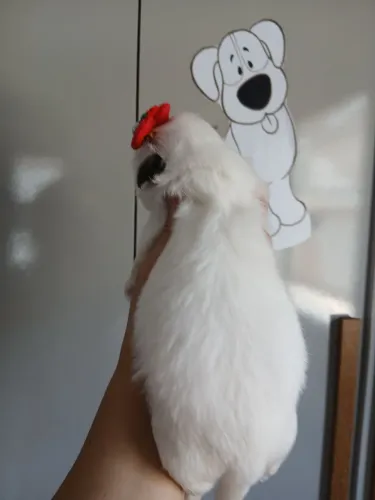 Vendo lindos filhotes shi tzus 