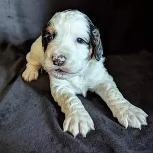 Cocker Spaniel,Cocker Spaniel Filhote Selecionado Alta Procedência