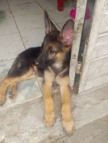 Vendo cachorros pastor alemão 