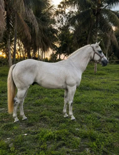 Cavalo Égua 