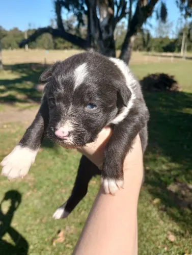 Filhote de Border Collie 