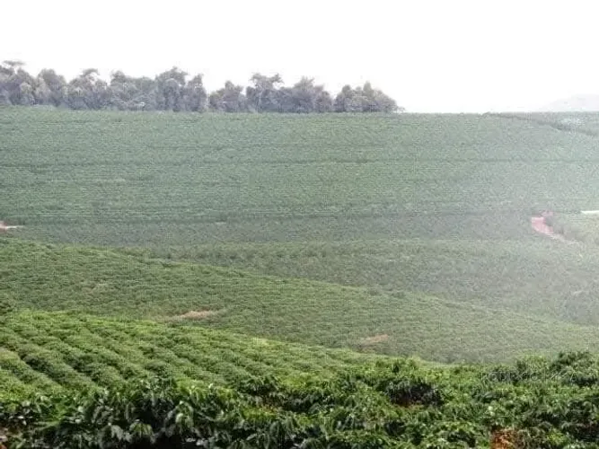 Linda fazenda para venda em Bom Sucesso MG.