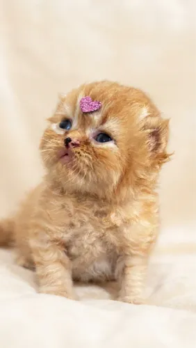 - Filhotes de Gatos Persas -