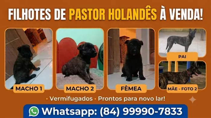 PASTOR HOLANDÊS
