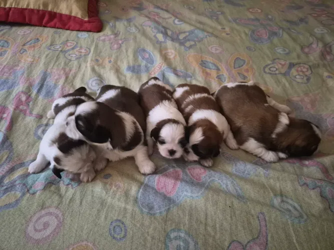 Filhotes de shitzu