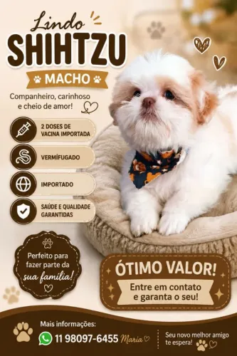 Shitzu macho