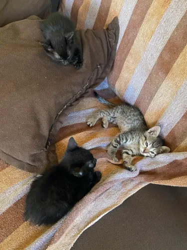 Gatinhos para doar 