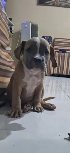 American bully 