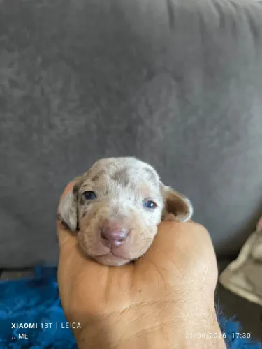 Dachshund machos 