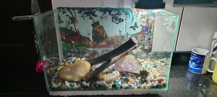 Aquário Completo 20L Decorado + Lebistes/Guppies