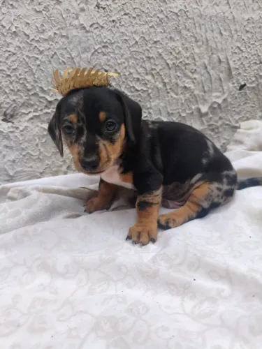 Dachshund/teckel