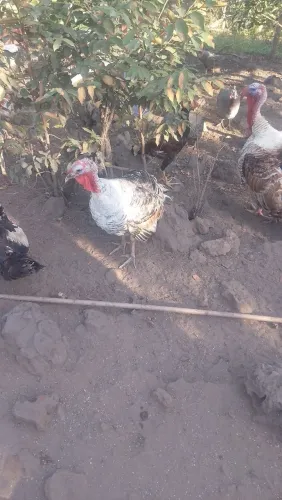 Perú macho jovem