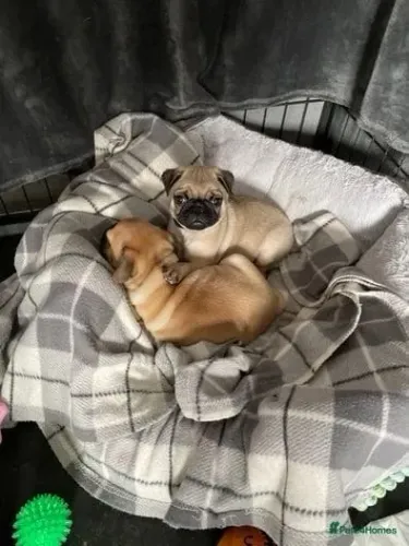 Baby pug excelente temperamento dócil e saudável com garantia