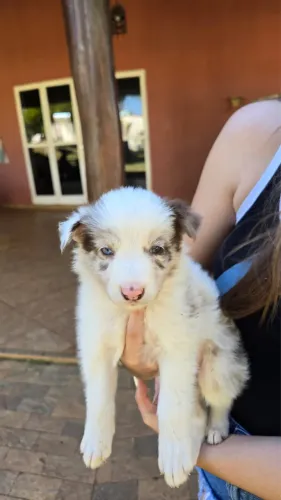 Filhote border collie