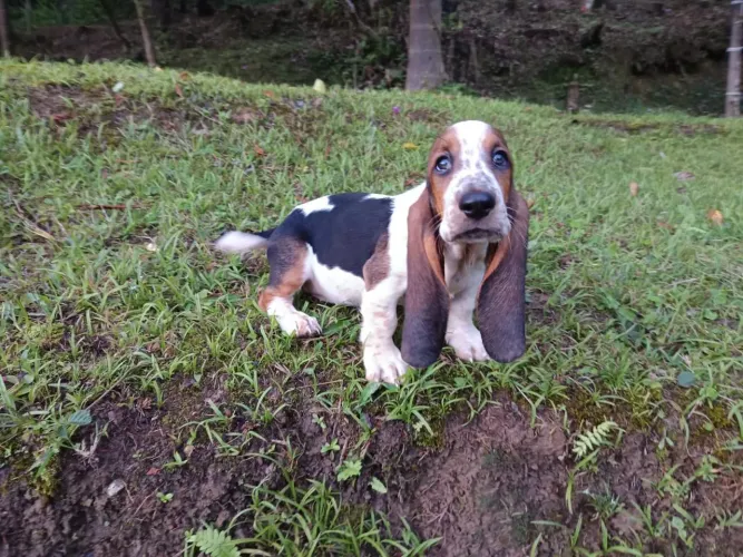 Basset Hound