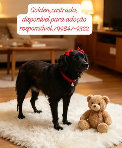 Adoção ?
