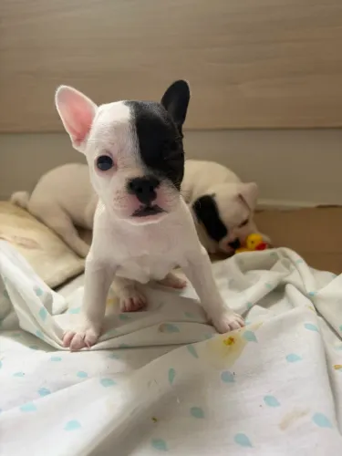 Filhote de Buldogue francês