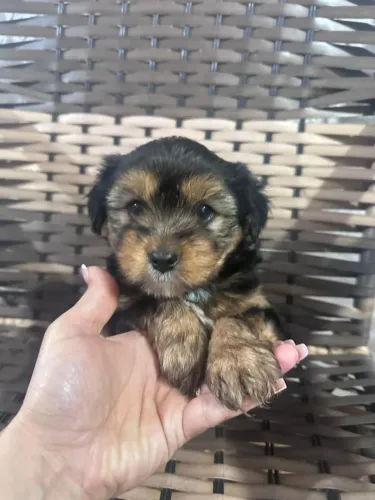 Cachorro York shire