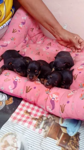 Filhotes de Pinscher
